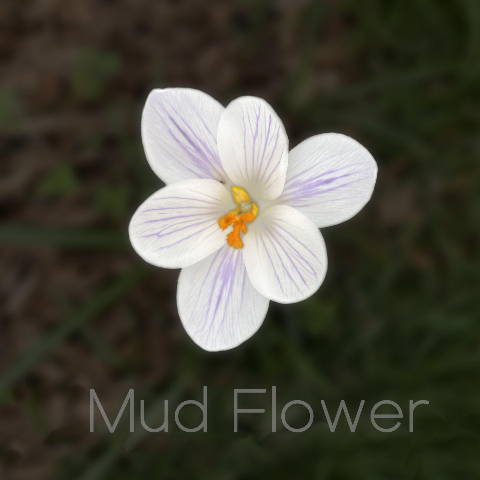 mud_flower_cover_feature.jpg